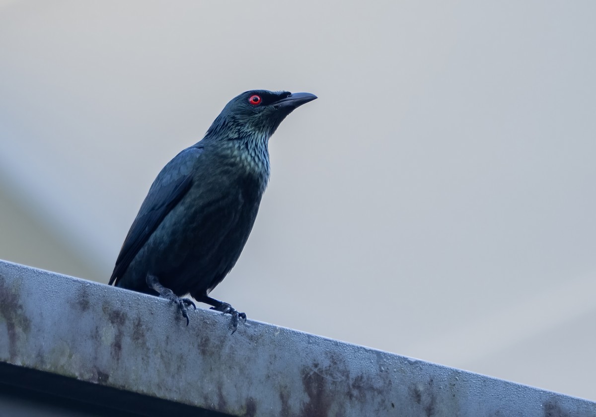 Malay Sığırcığı - ML645503453