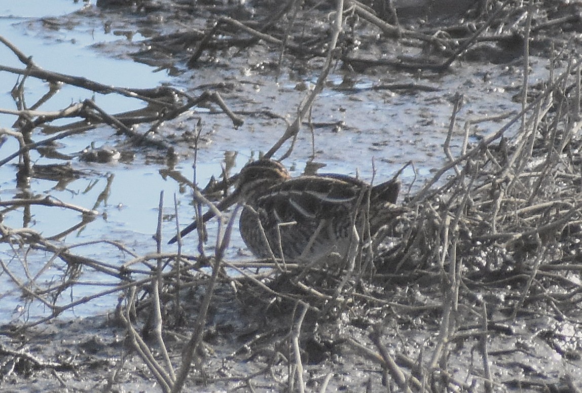 Wilson's Snipe - ML645503455