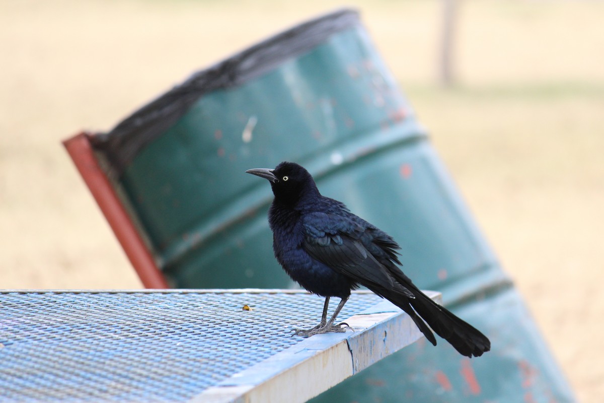 Great-tailed Grackle - ML645503469