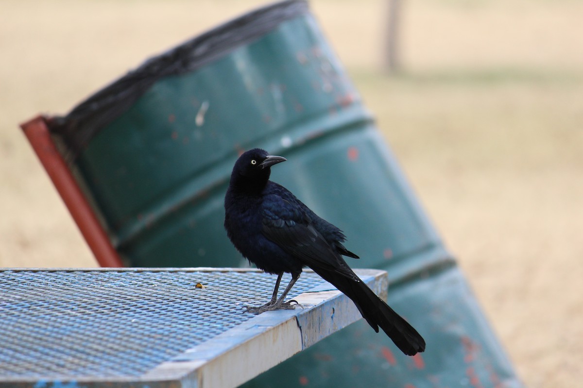 Great-tailed Grackle - ML645503470