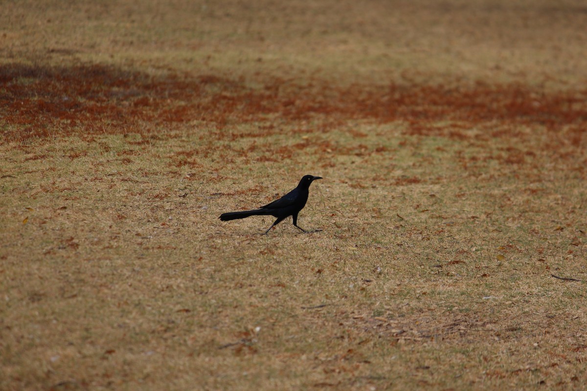 Great-tailed Grackle - ML645503471