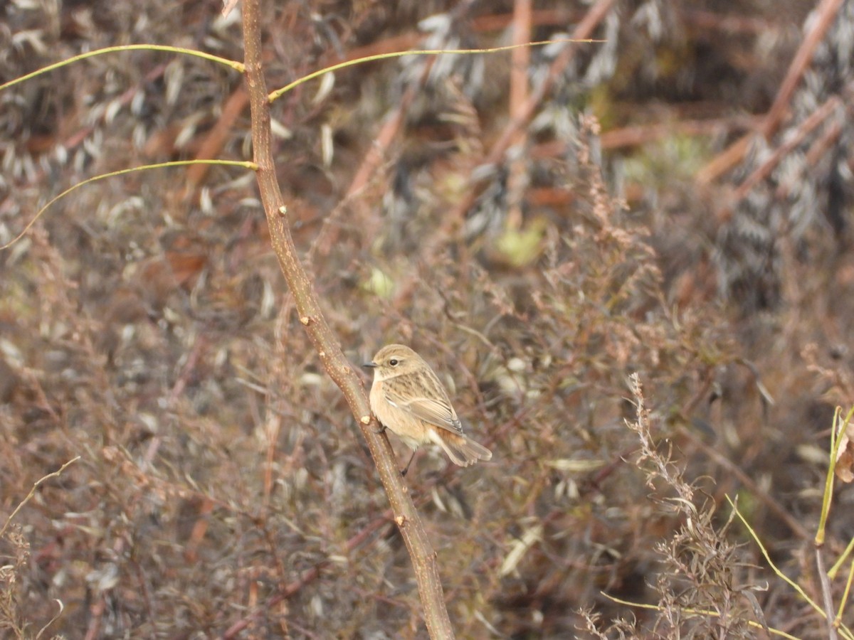 European Stonechat - ML645503476