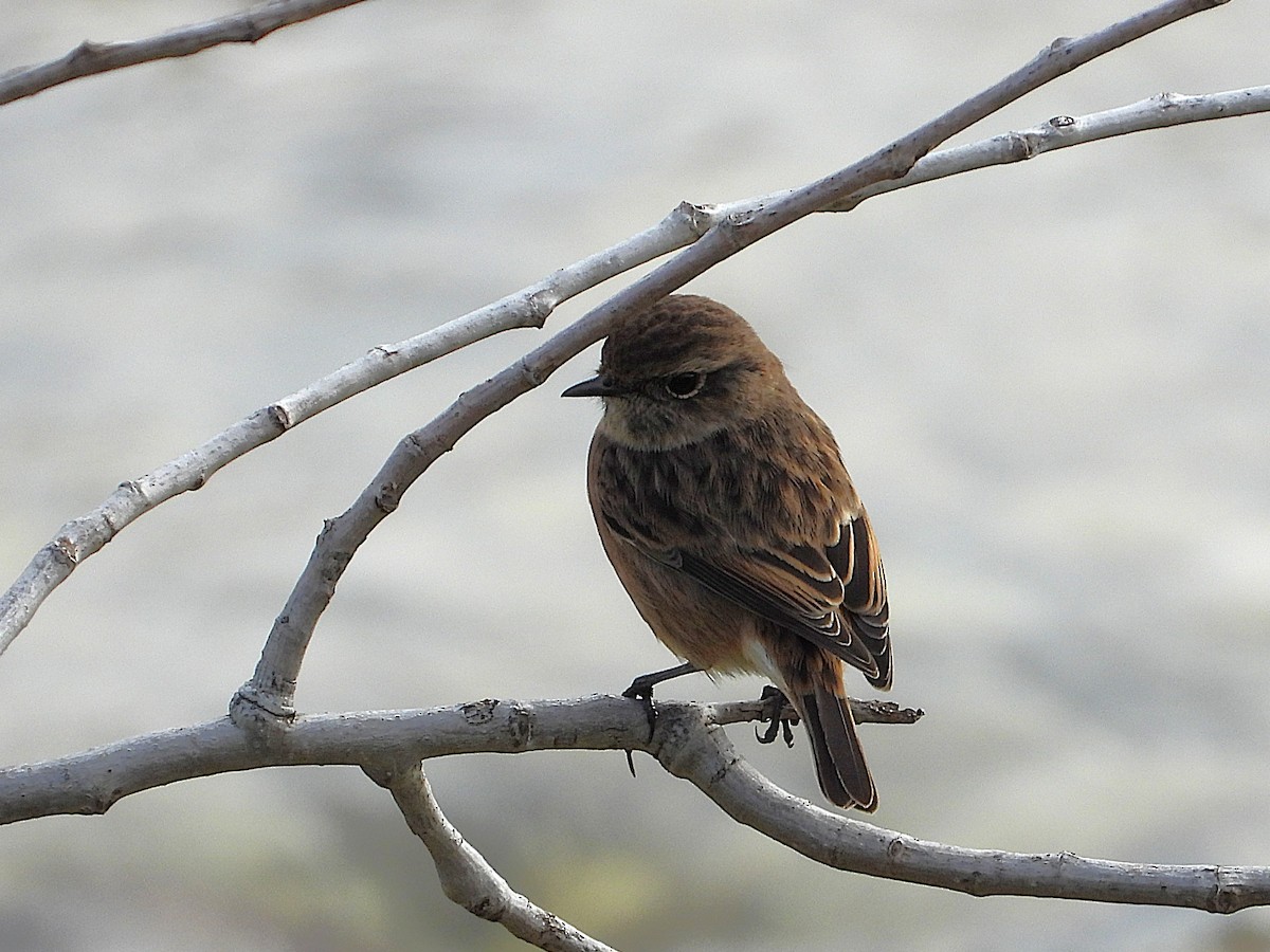 European Stonechat - ML645503500
