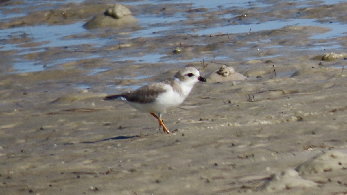 Flötenregenpfeifer - ML645503512