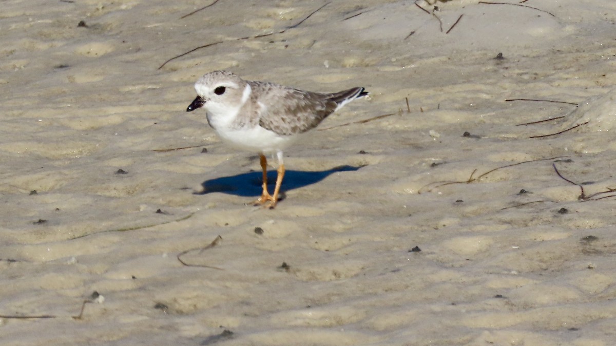 Flötenregenpfeifer - ML645503513