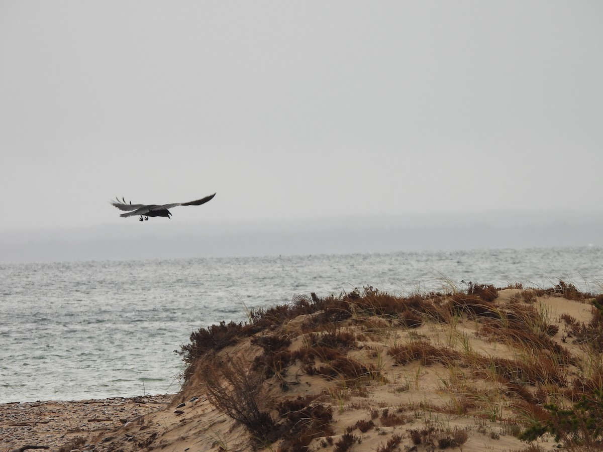 Snowy Owl - ML645503519