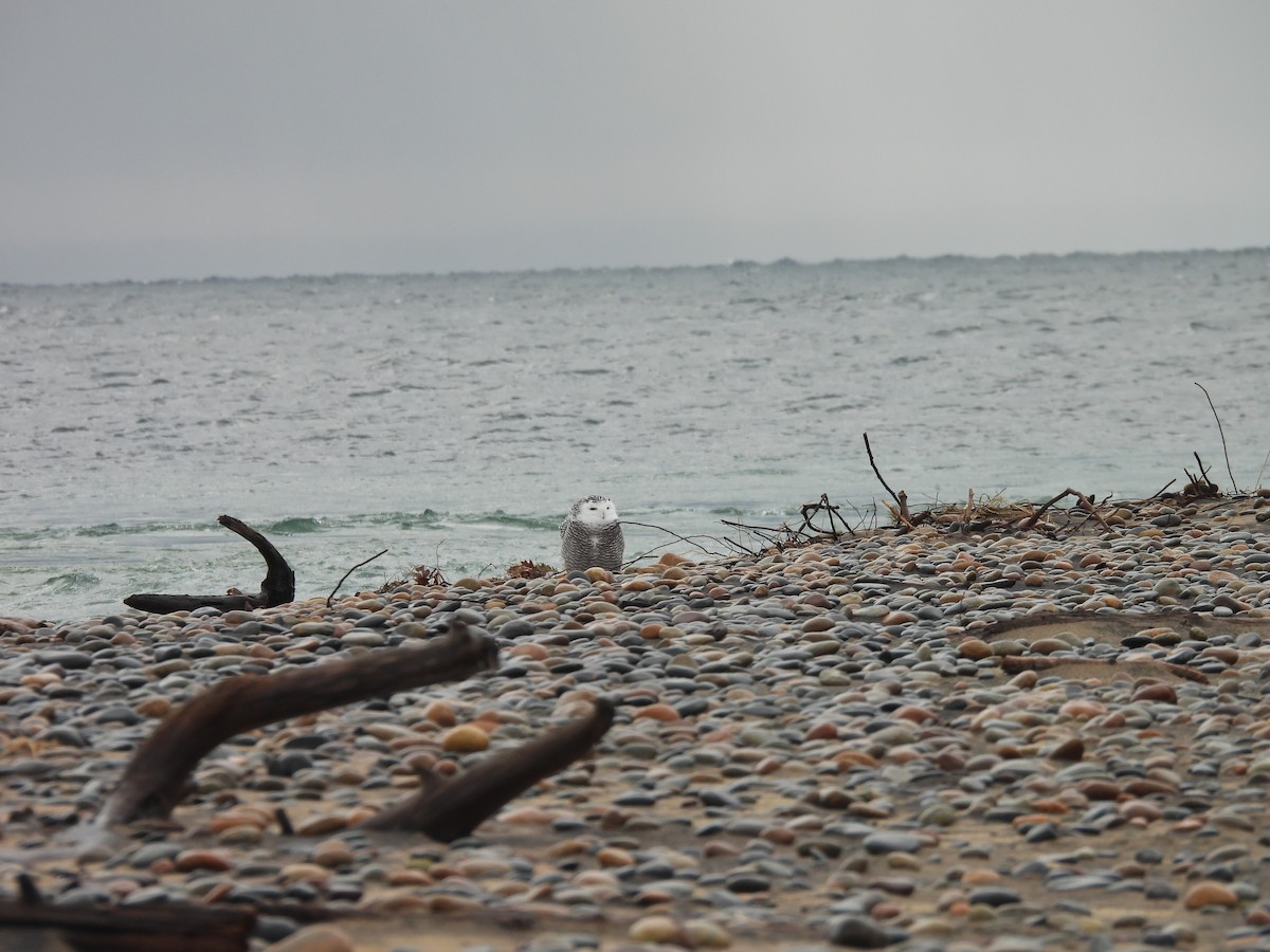 Harfang des neiges - ML645503520