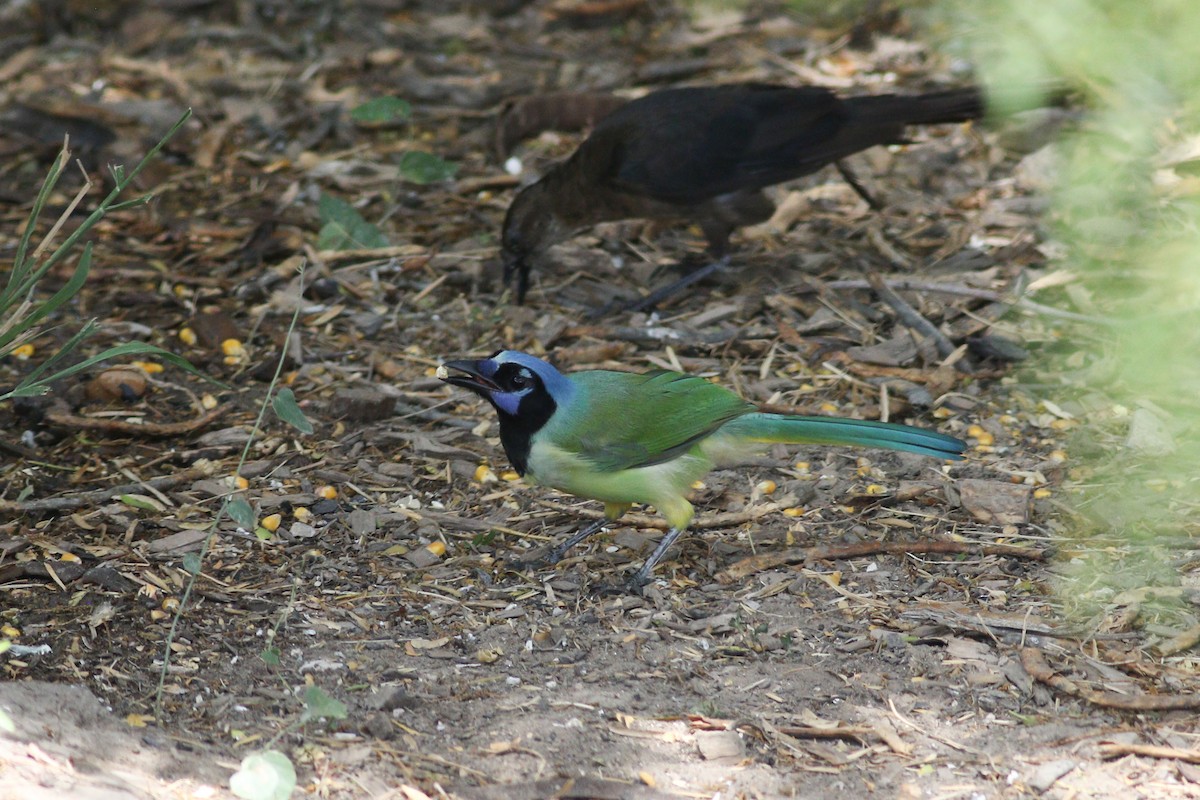 Geai vert - ML645503523