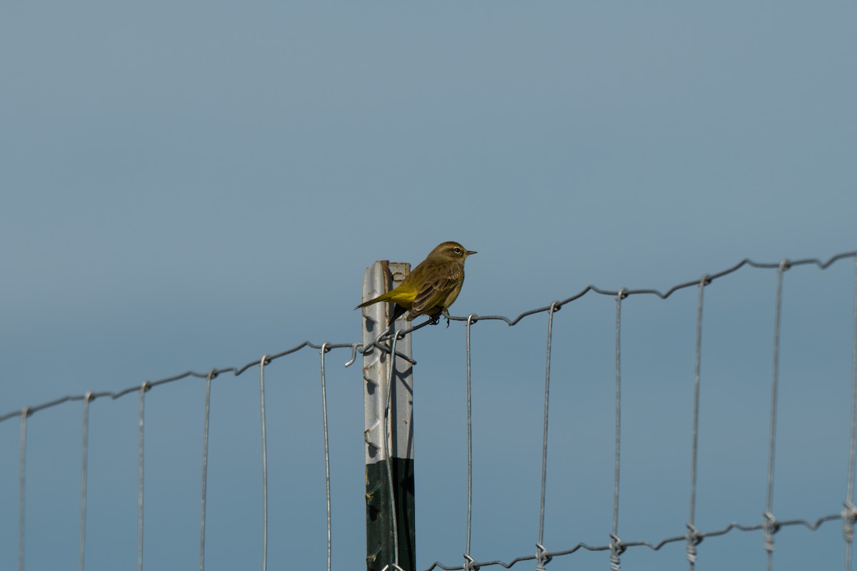 Paruline à couronne rousse (hypochrysea) - ML645503524