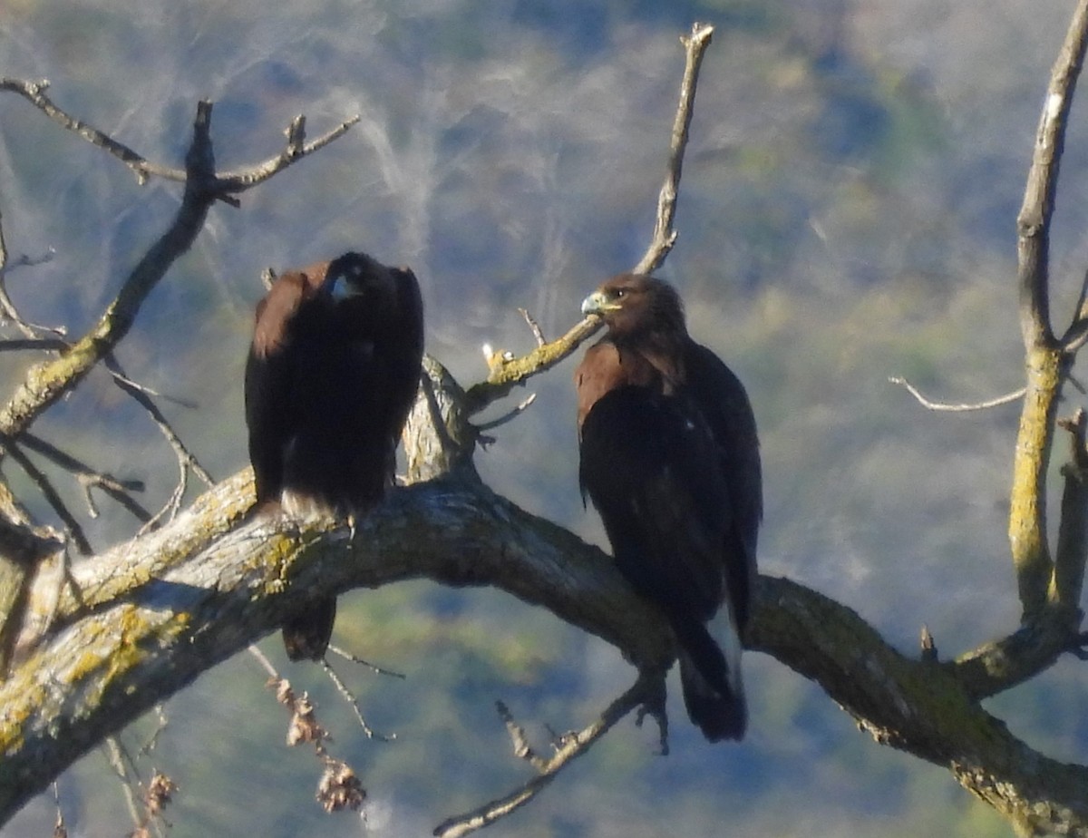 Buse rouilleuse - ML645503525