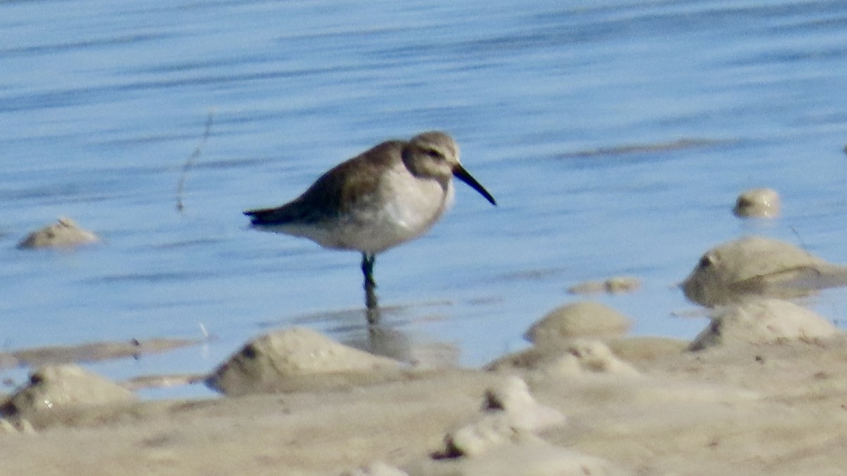 Bécasseau variable - ML645503526