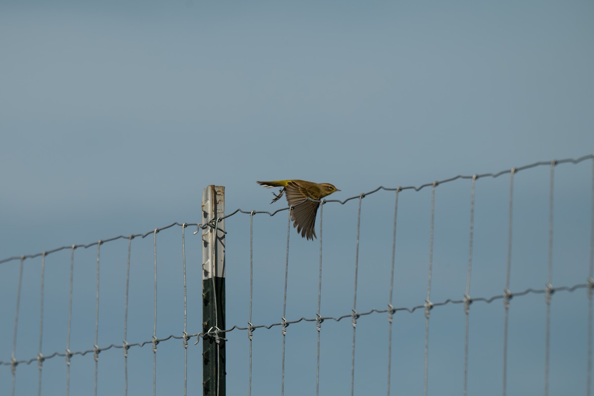 Paruline à couronne rousse (hypochrysea) - ML645503527