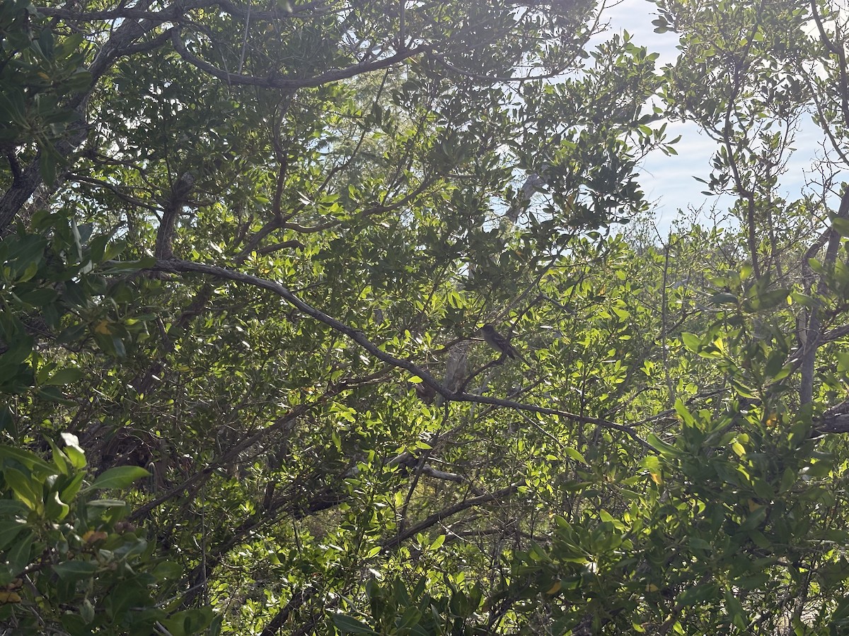 Élénie siffleuse - ML645503529