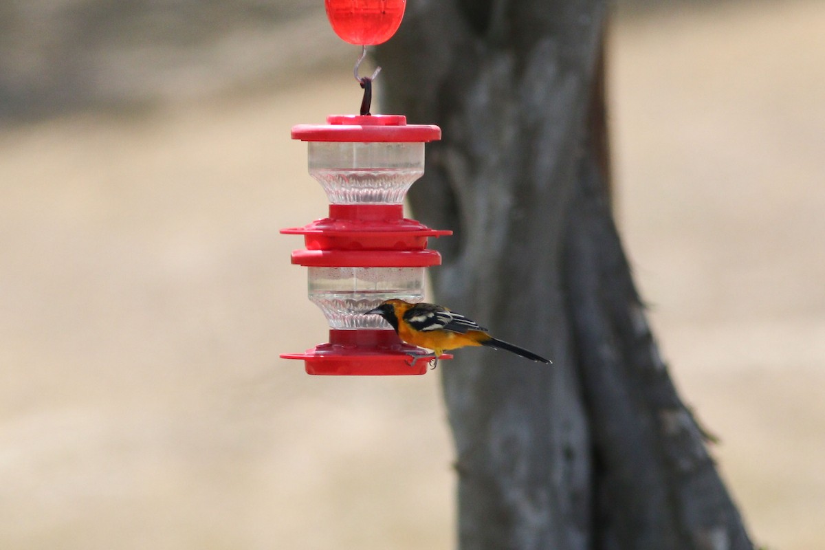 Oriole masqué - ML645503534