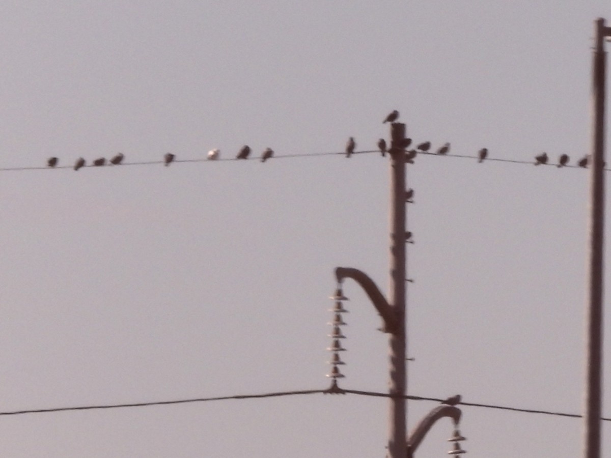 Pigeon biset (forme domestique) - ML645503535