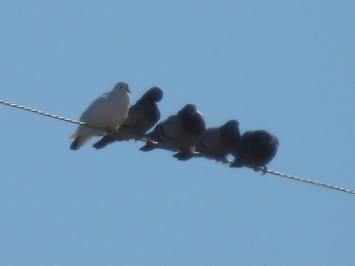 Pigeon biset (forme domestique) - ML645503536