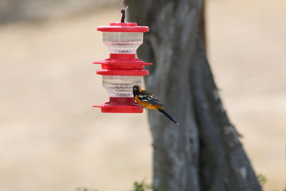 Oriole masqué - ML645503537