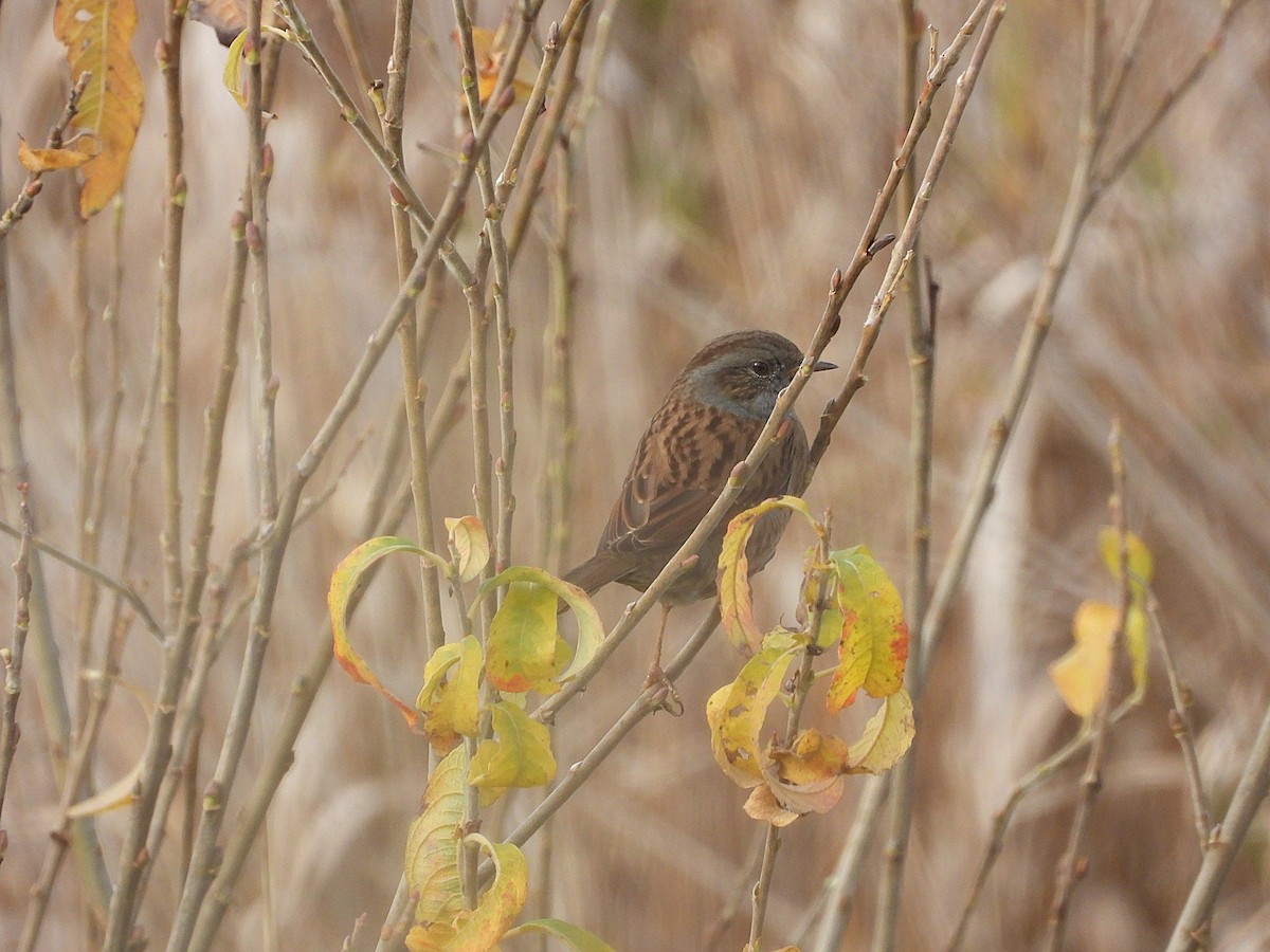 Accenteur mouchet - ML645503538