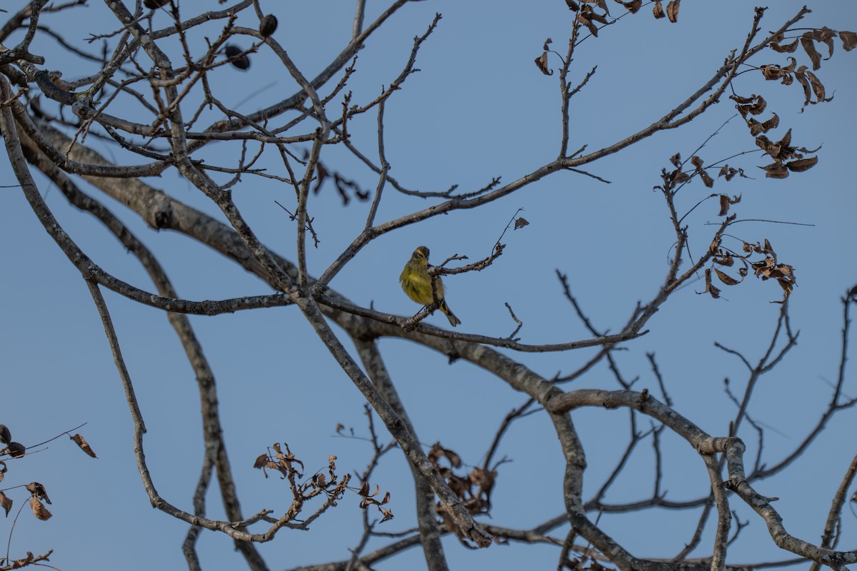 Paruline à couronne rousse (hypochrysea) - ML645503539