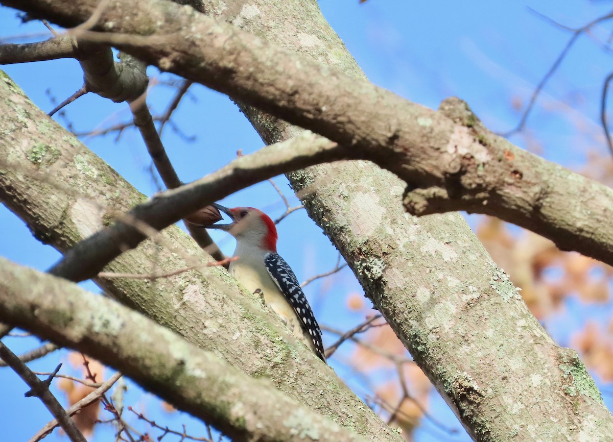 Pic à ventre roux - ML645503540