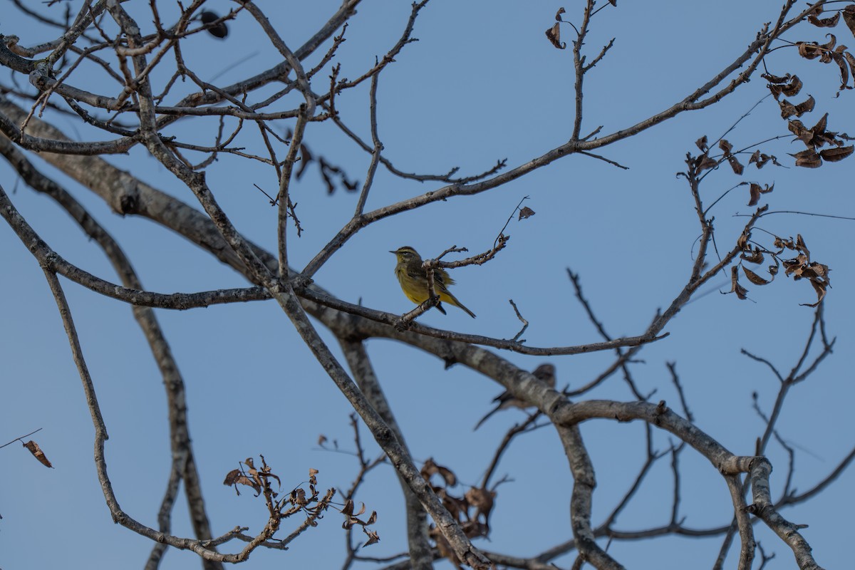 Paruline à couronne rousse (hypochrysea) - ML645503541