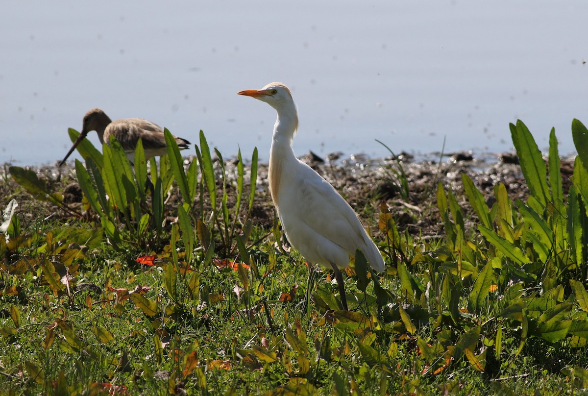 Héron garde-boeufs - ML645503542