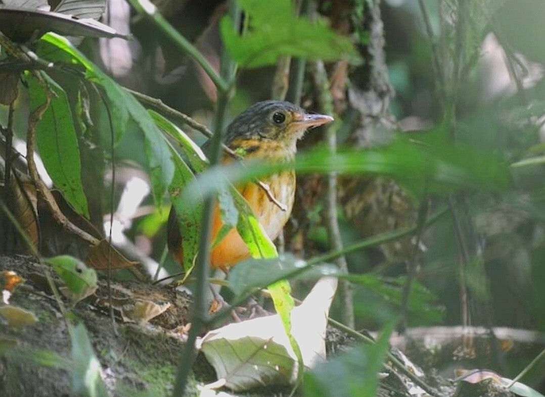 Grallaire buissonnière - ML645503543