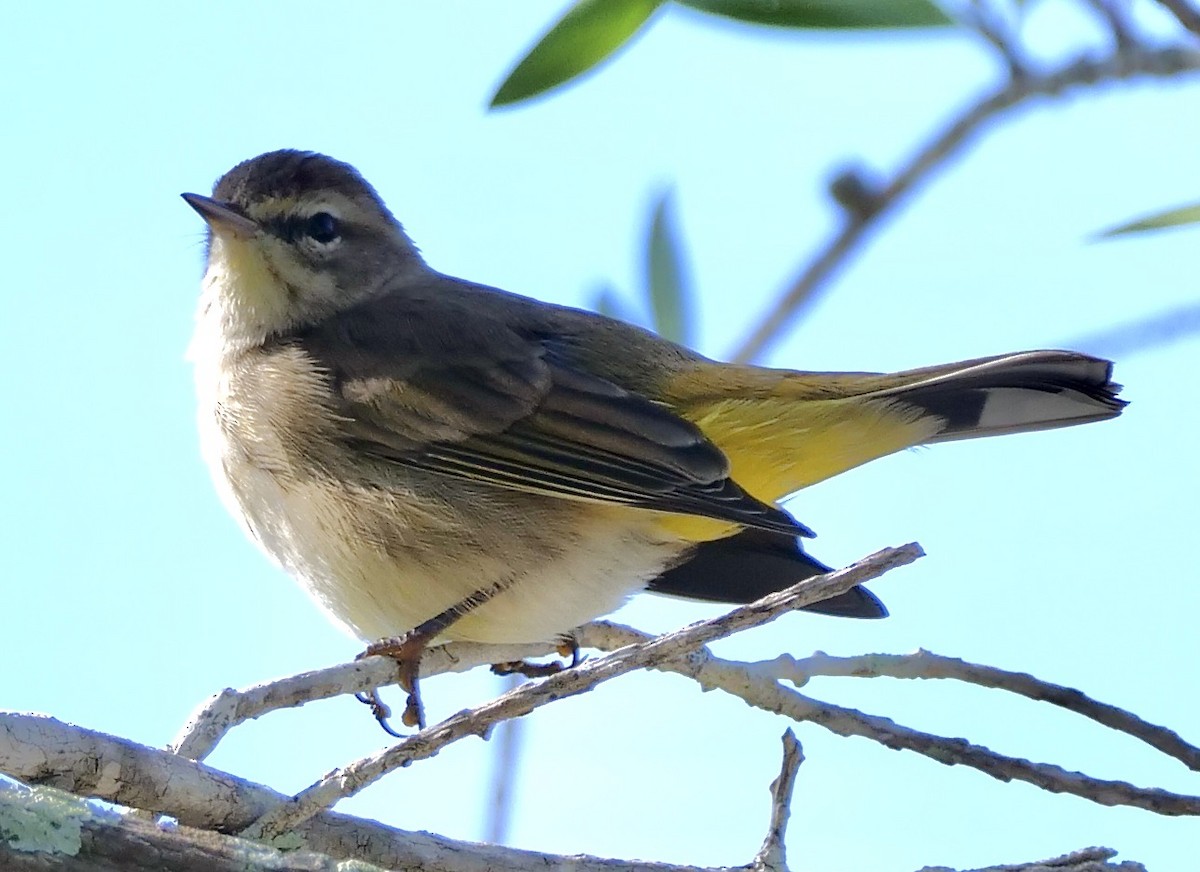 Paruline à couronne rousse - ML645503544