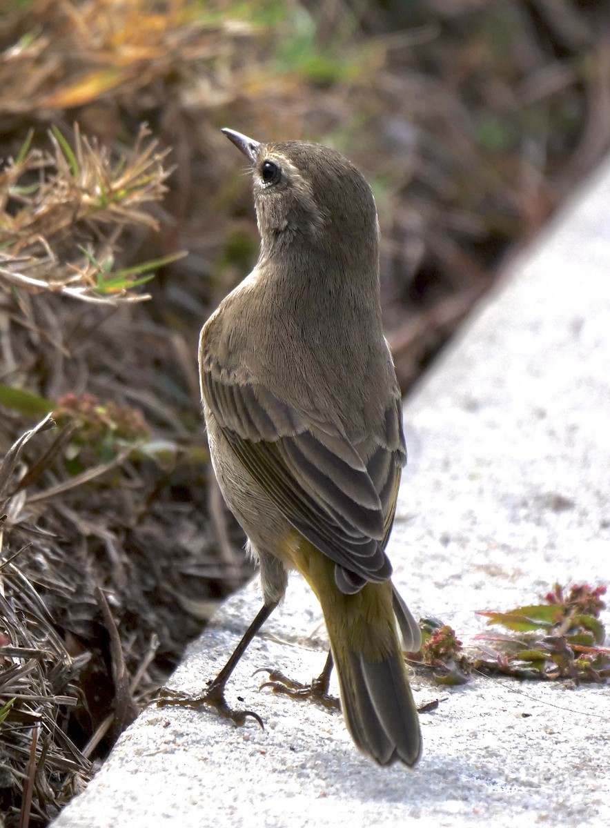 Paruline à couronne rousse - ML645503545