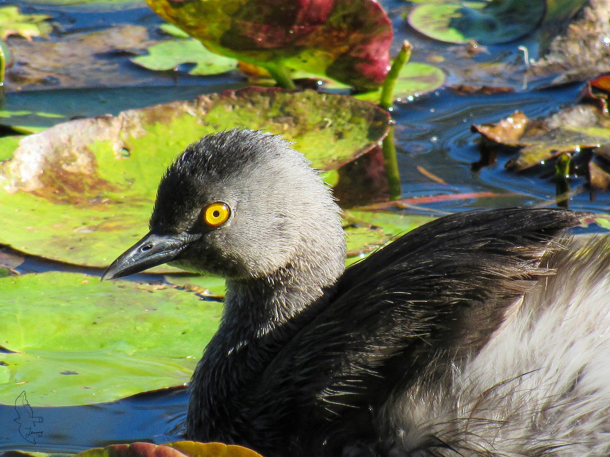 Least Grebe - ML645503546