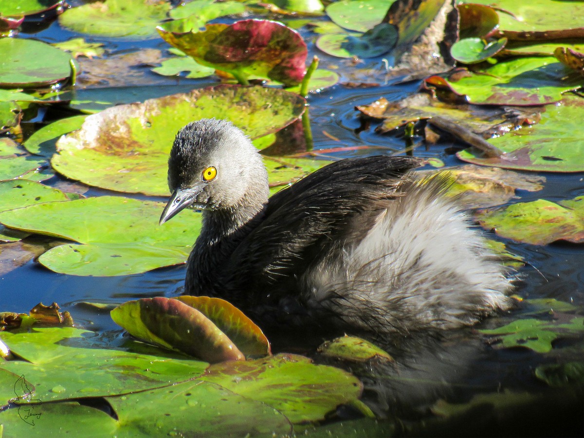 Least Grebe - ML645503547