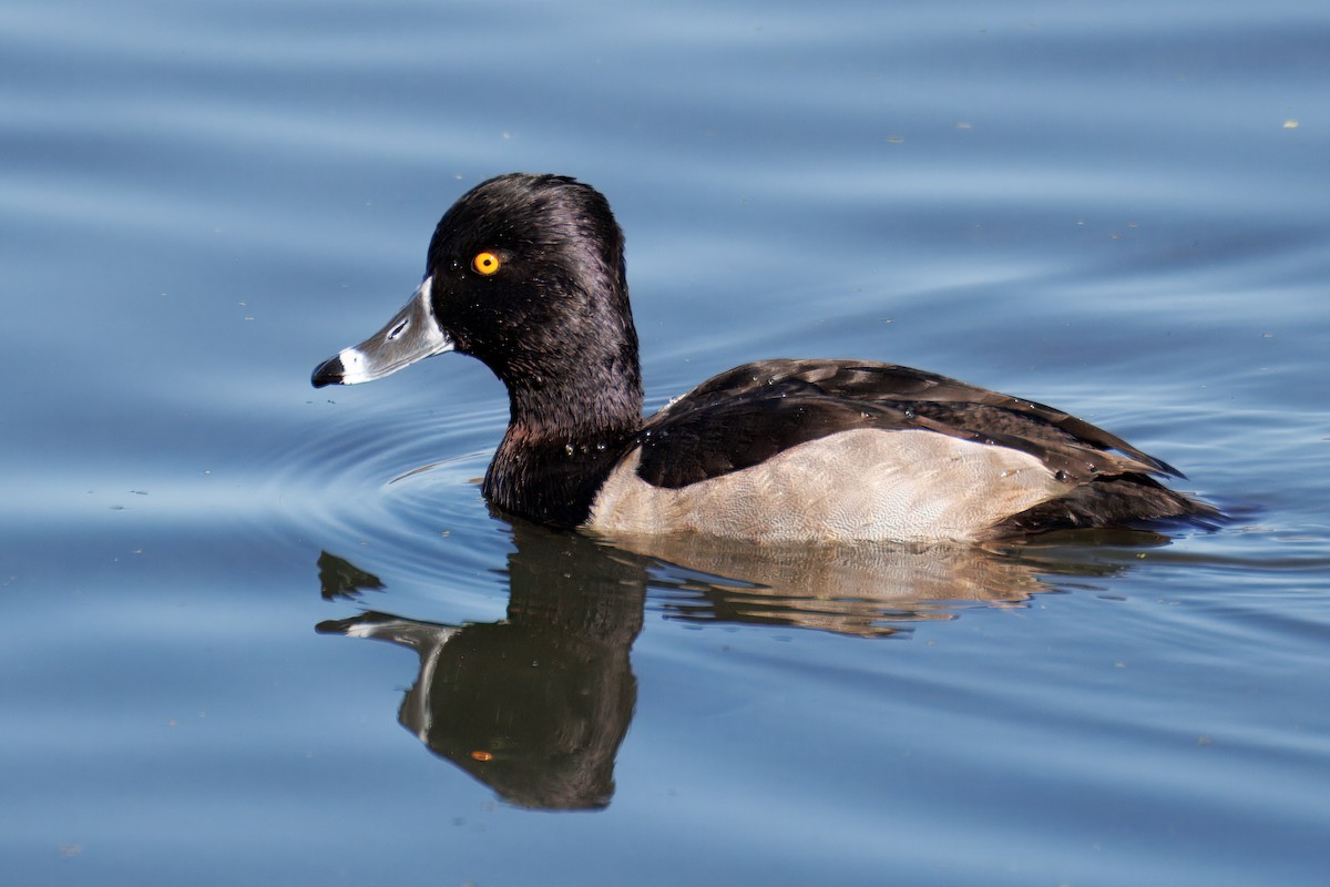 Fuligule à collier - ML645503548