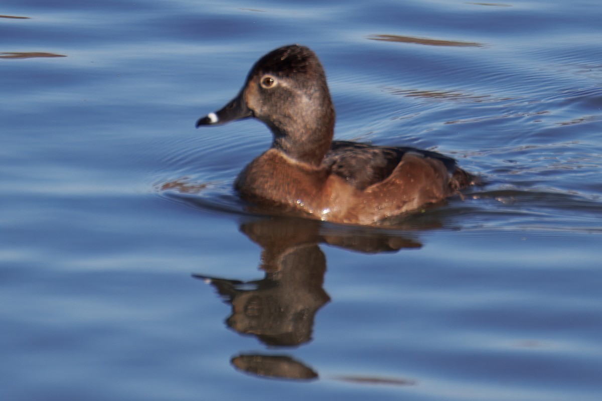 Fuligule à collier - ML645503549