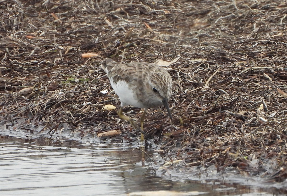 Bécasseau minuscule - ML645503550