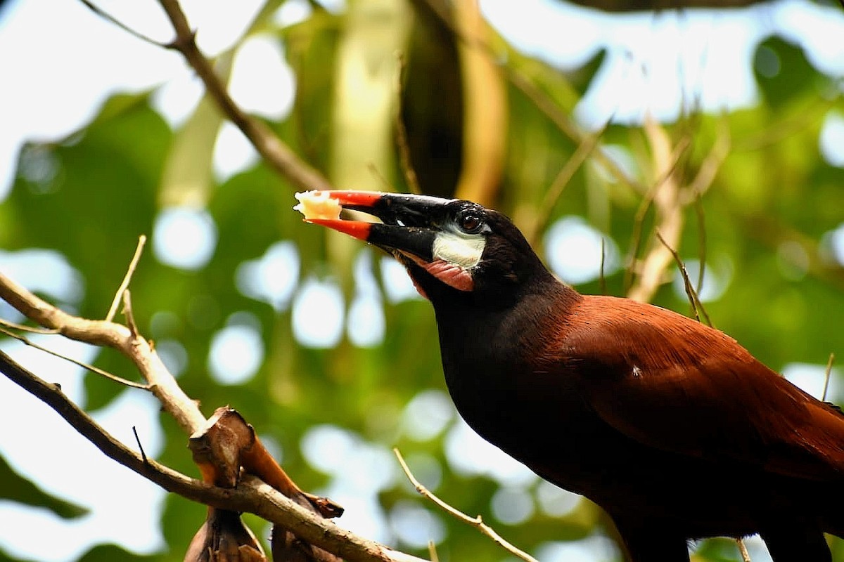 Cassique de Montezuma - ML645503551