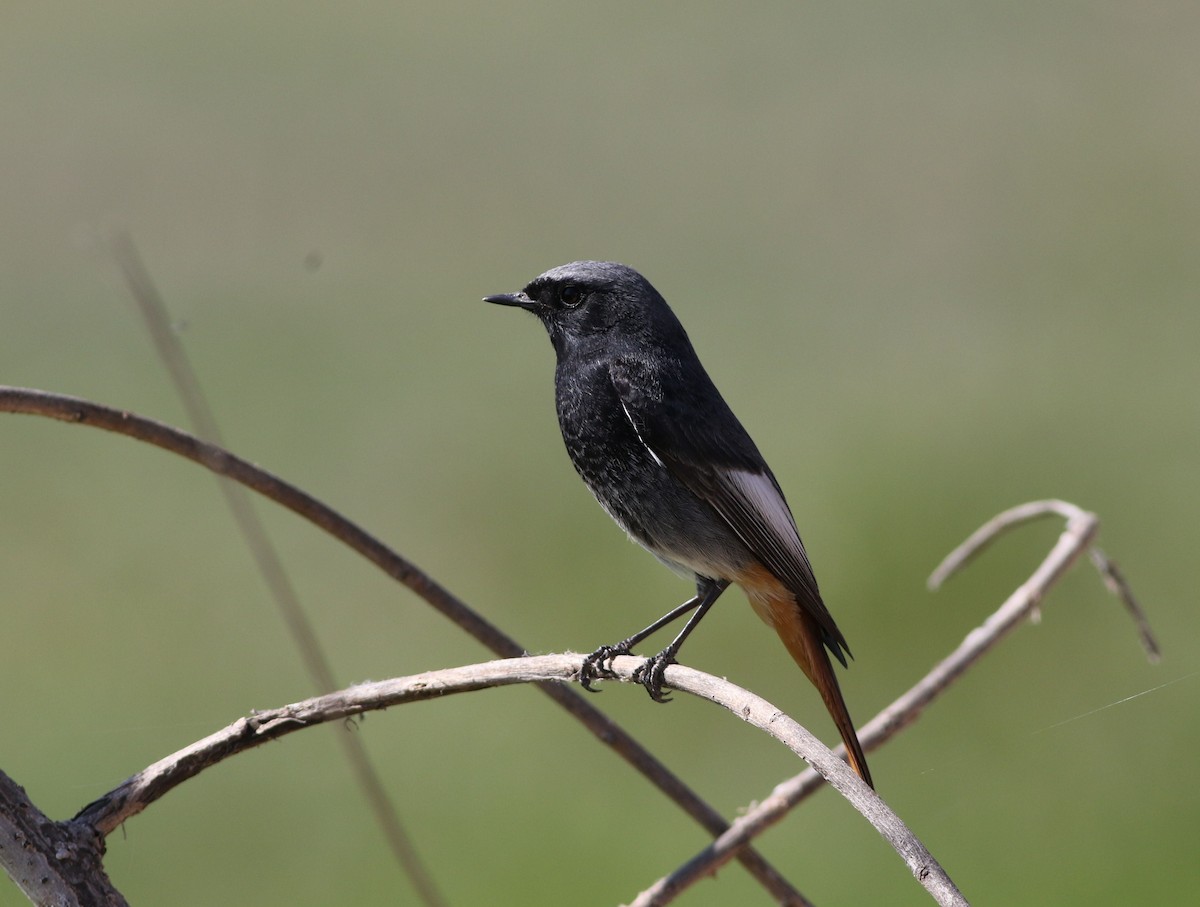 Rougequeue noir - ML645503552