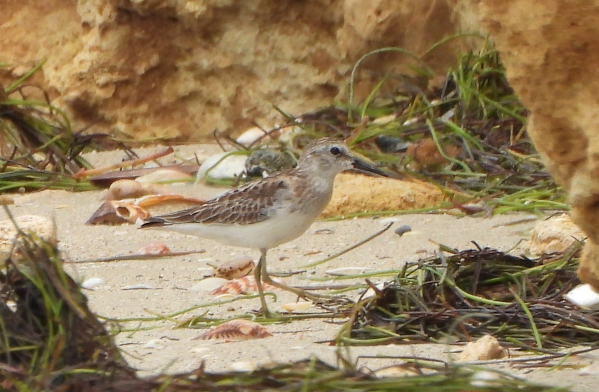 Bécasseau minuscule - ML645503557