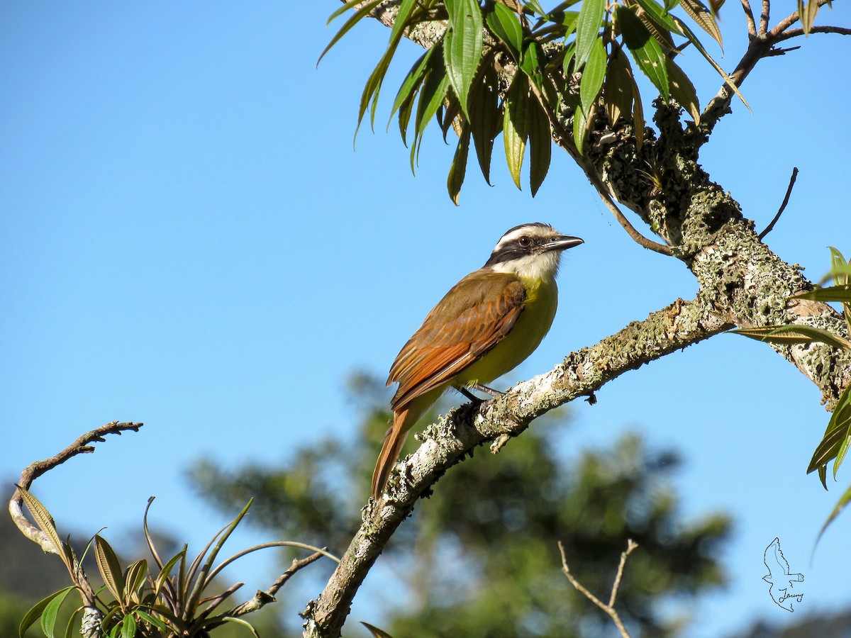 Great Kiskadee - ML645503558