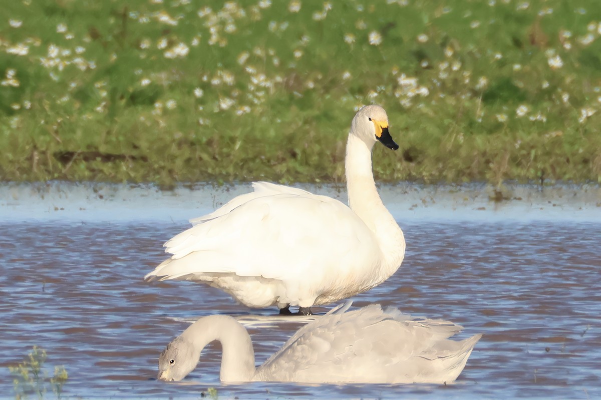 Tundra Swan - ML645503560