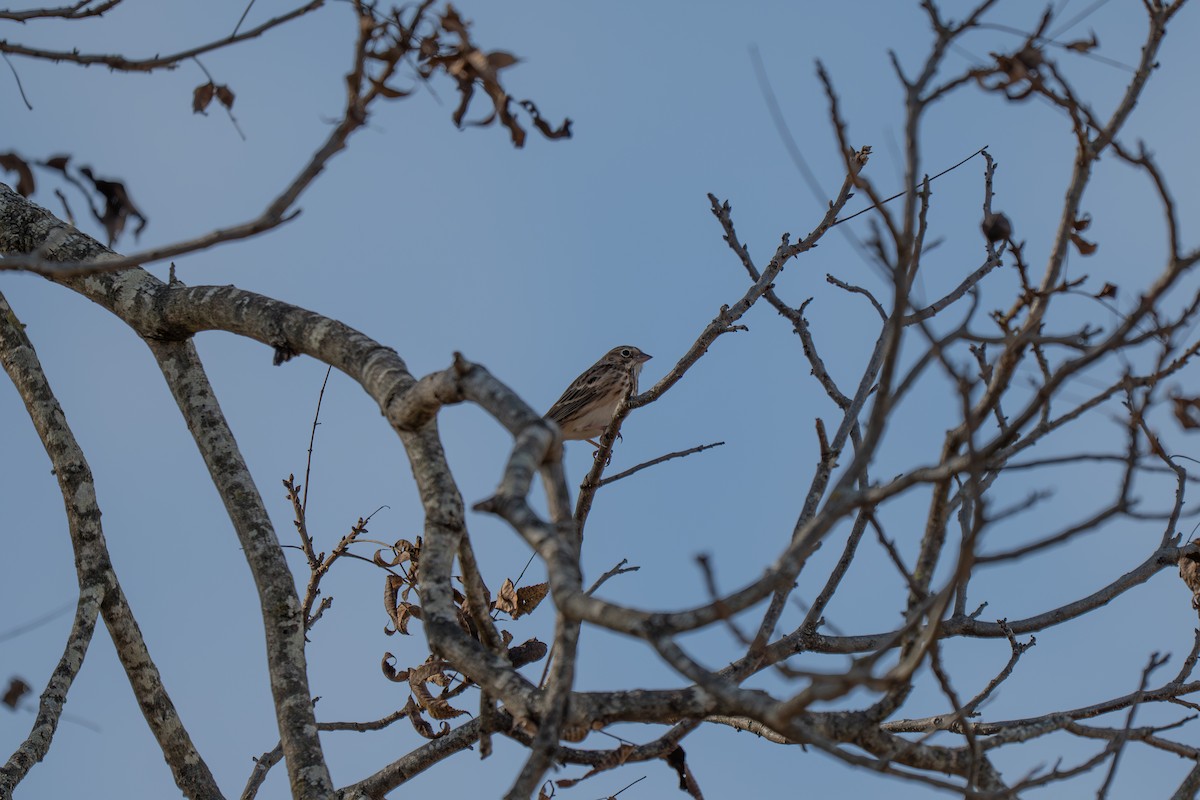 Bruant vespéral - ML645503561