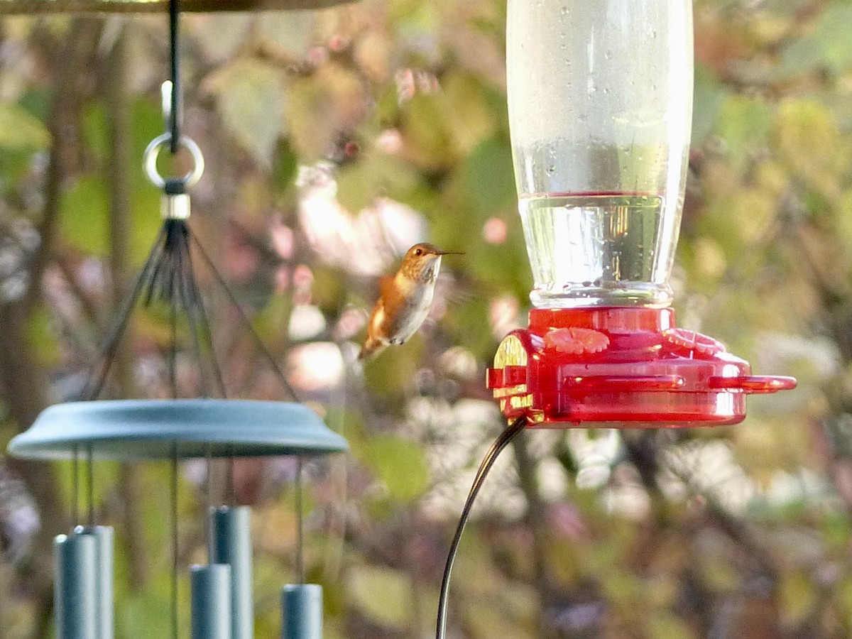 Rufous Hummingbird - ML645503568