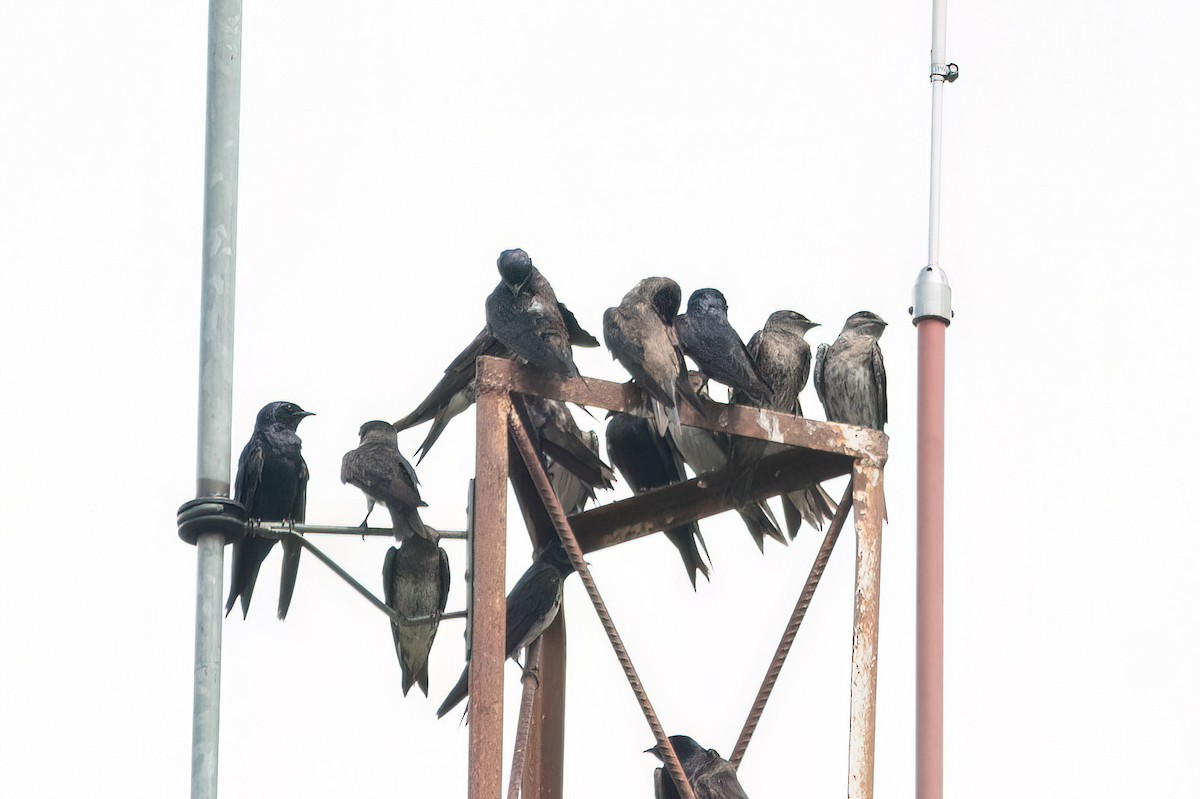 Purple Martin - ML645503570