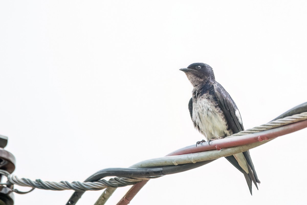 Purple Martin - ML645503571