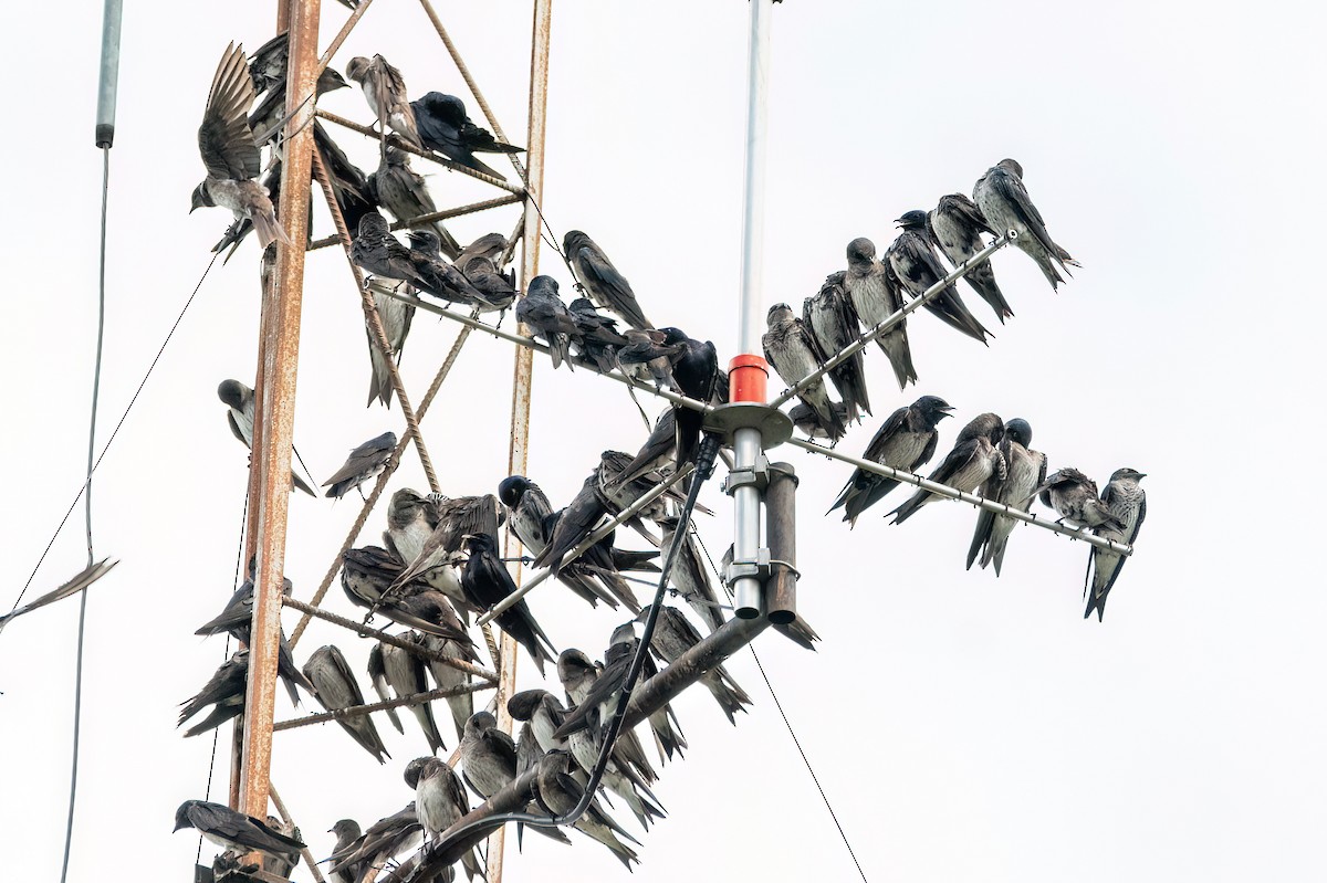 Purple Martin - ML645503572