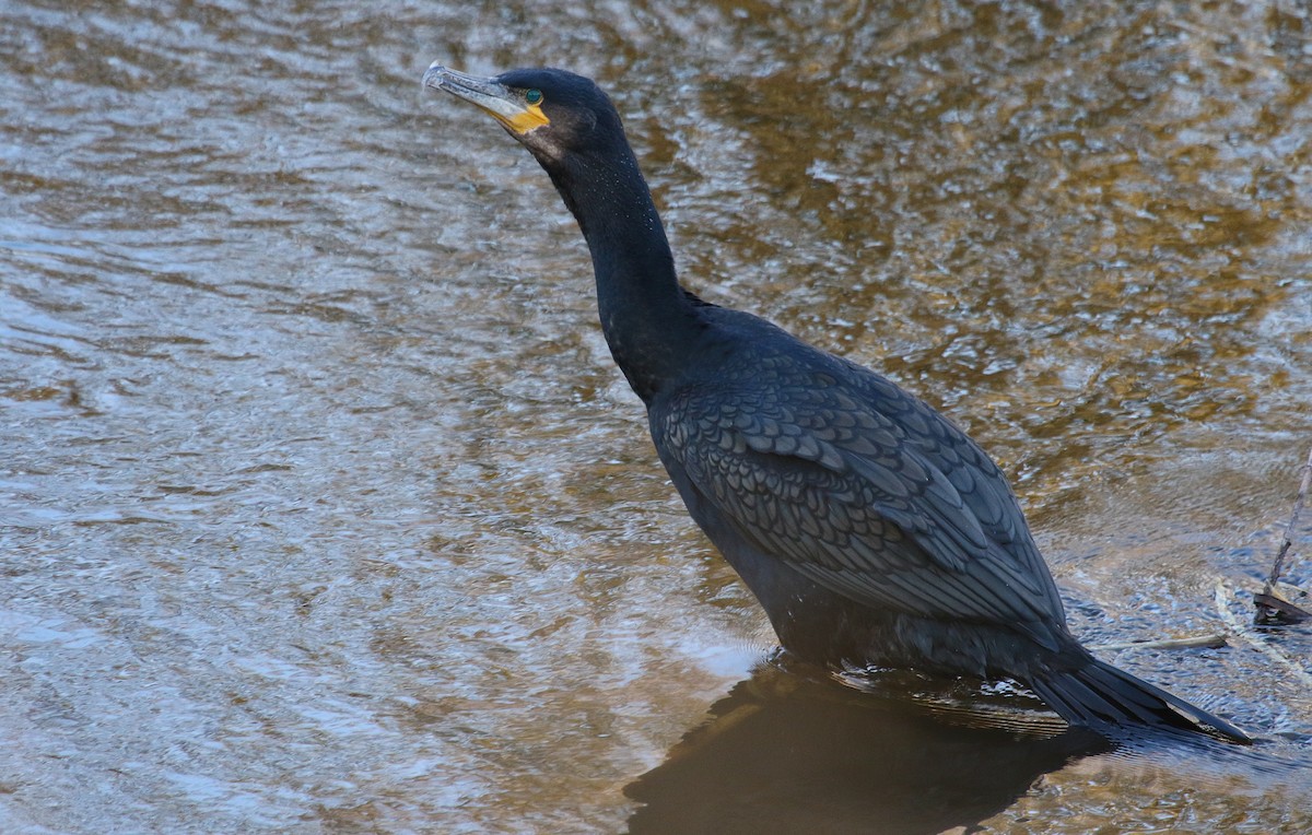 Тураг гогой - ML645503573