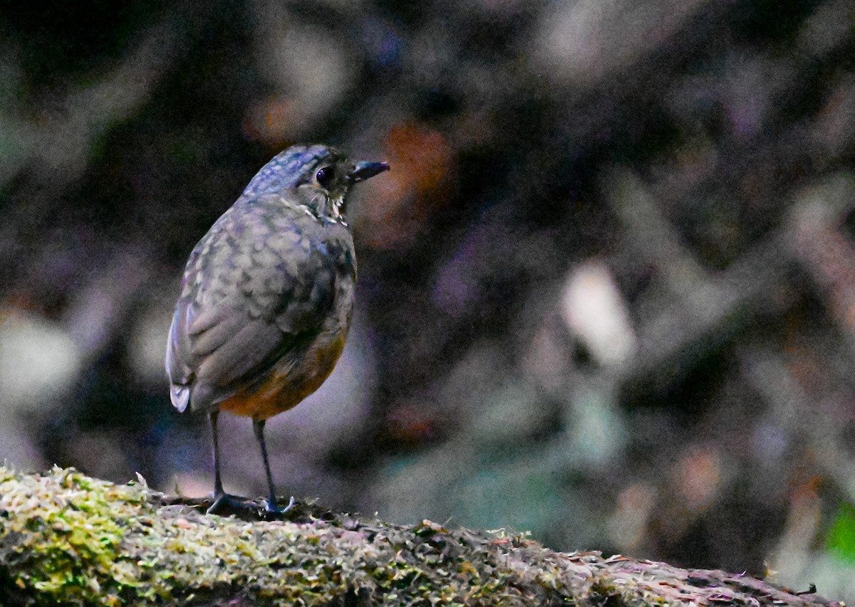 Мурашниця гватемальська - ML645503589