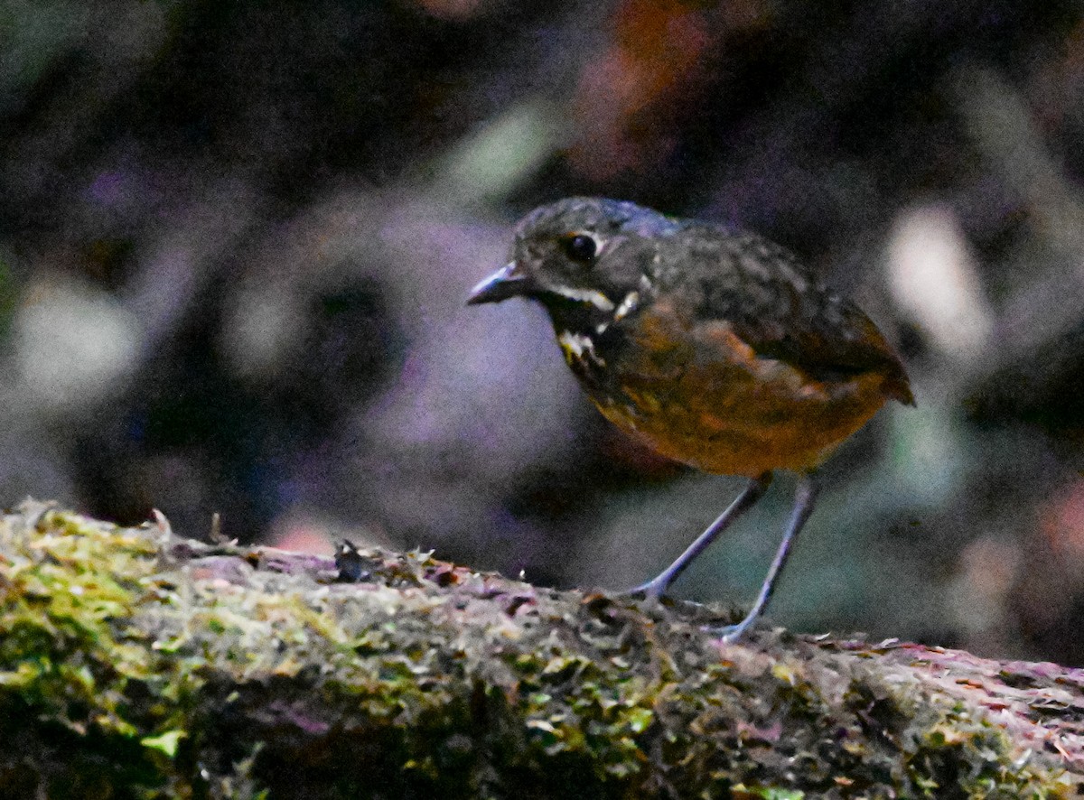 Мурашниця гватемальська - ML645503590