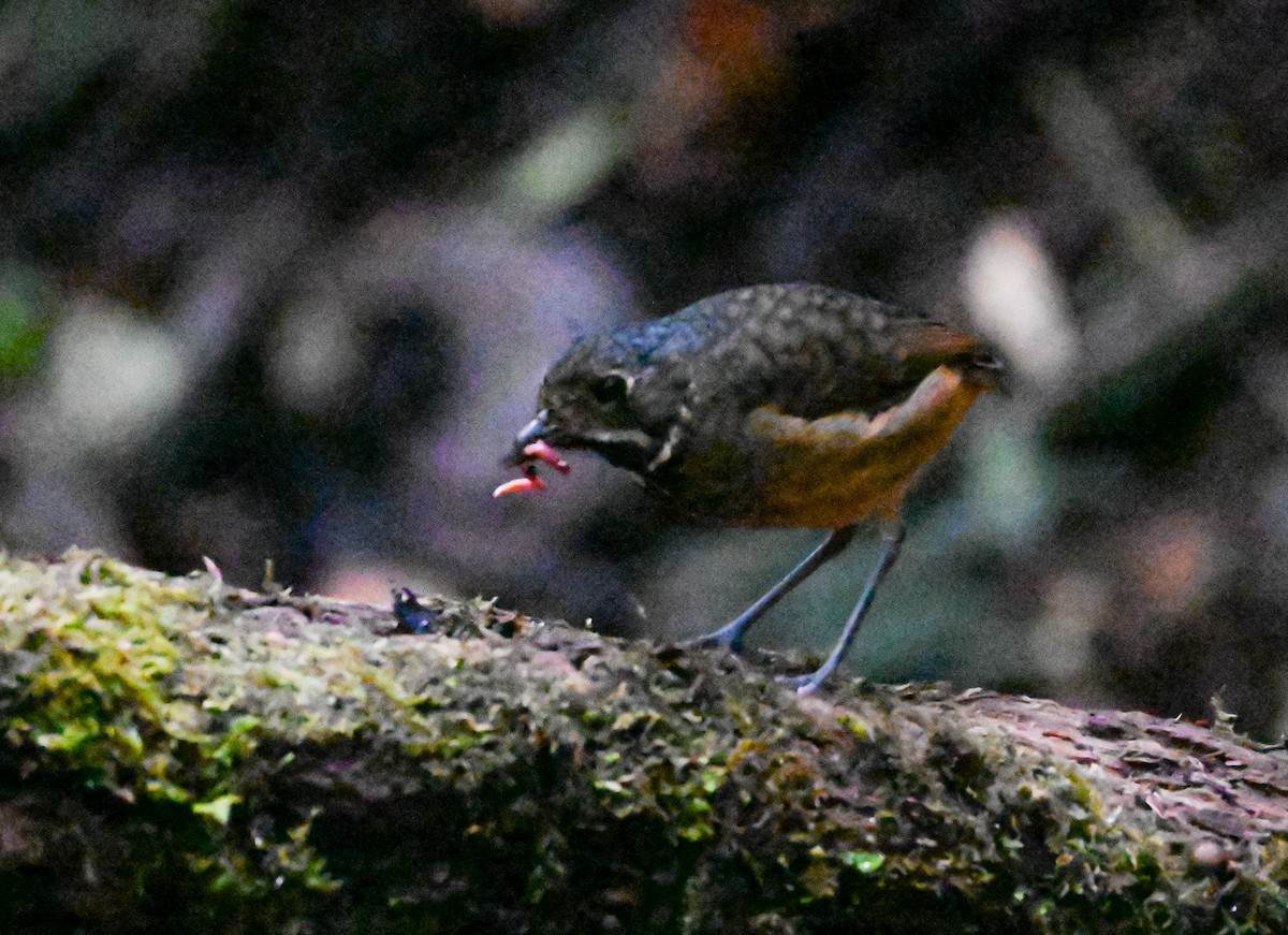 Мурашниця гватемальська - ML645503592