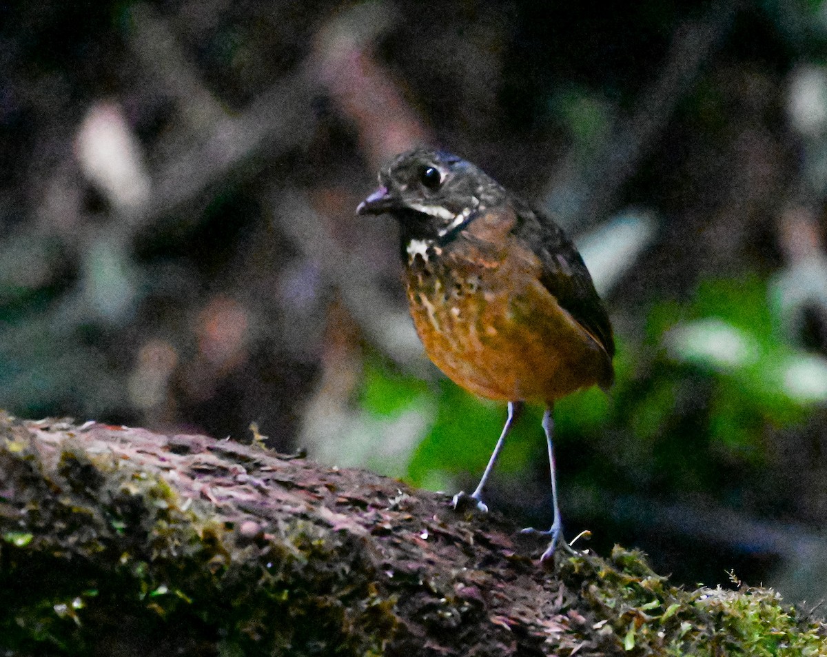 Мурашниця гватемальська - ML645503593