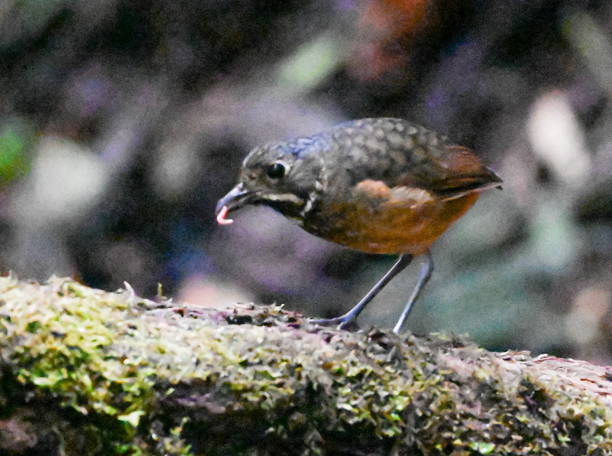 Мурашниця гватемальська - ML645503594